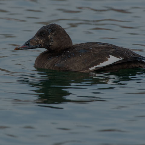 White-winged Scoter