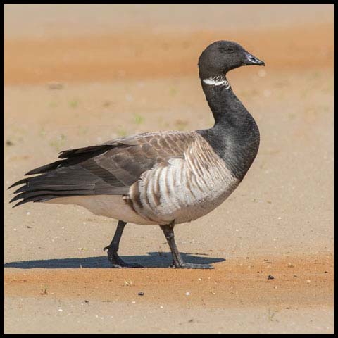 Brant Goose