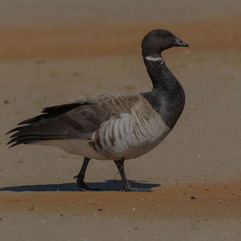 Brant Goose