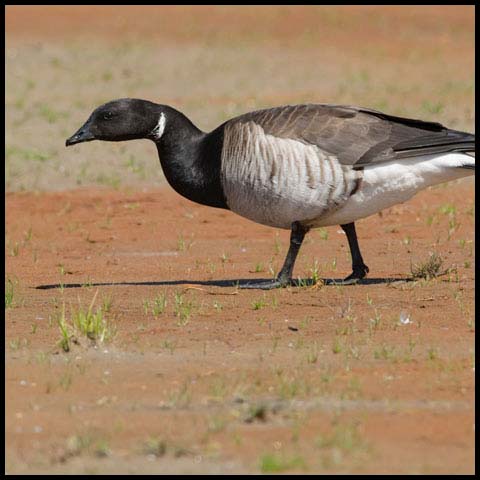 Brant Goose