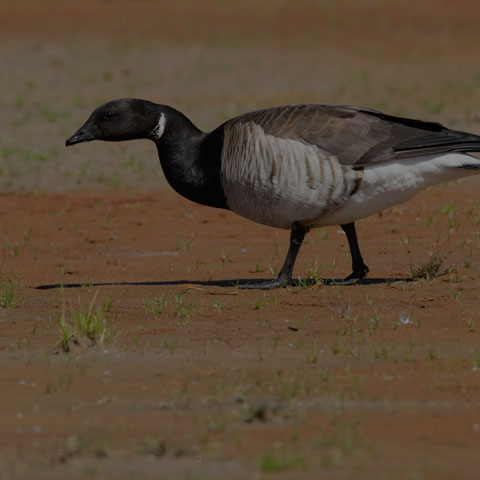 Brant Goose