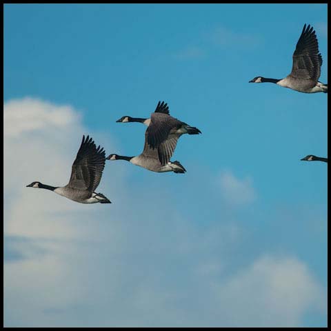 Canada Goose