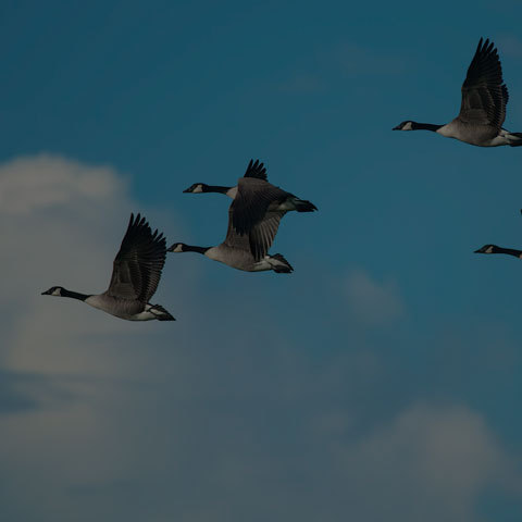 Canada Goose