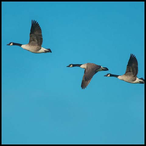 Canada Goose