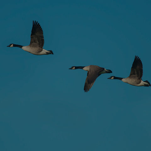 Canada Goose