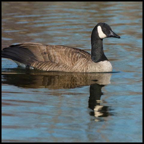 Canada Goose