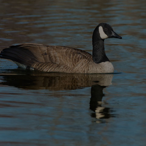 Canada Goose