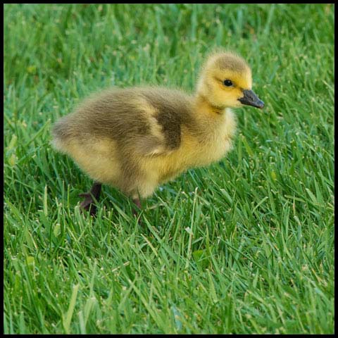 Canada Goose