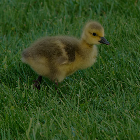 Canada Goose