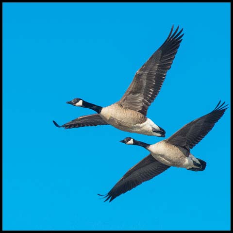 Canada Goose