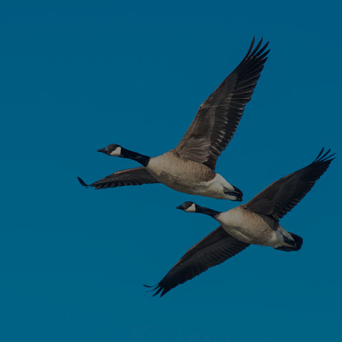 Canada Goose