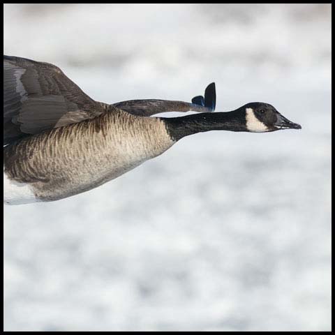 Canada Goose