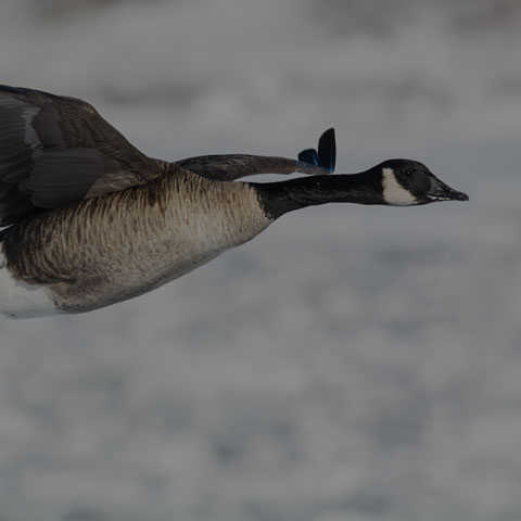 Canada Goose
