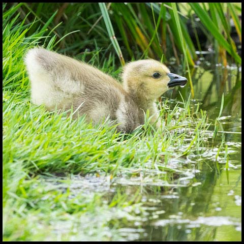 Canada Goose