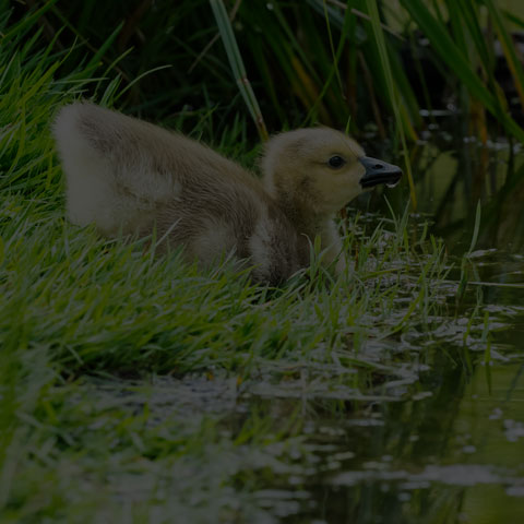 Canada Goose