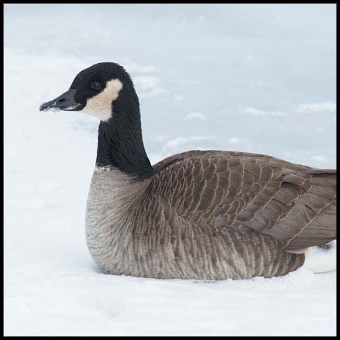 Canada Goose