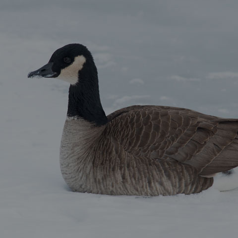 Canada Goose