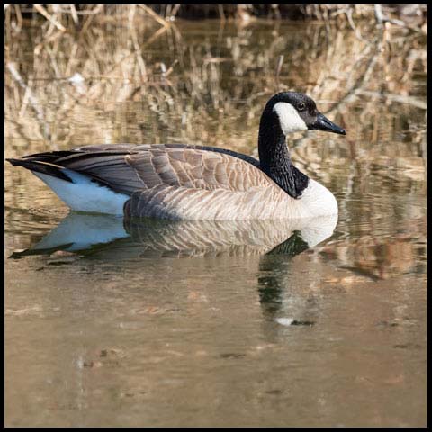 Canada Goose