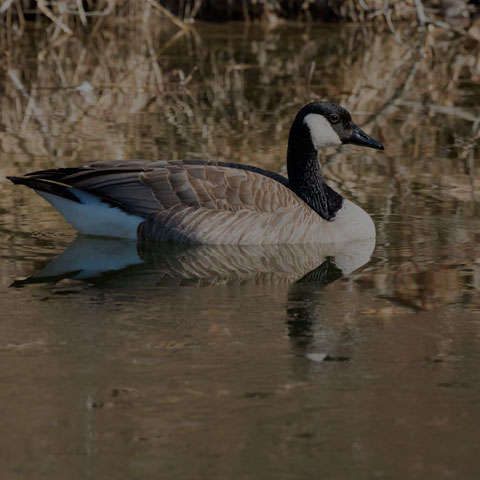 Canada Goose