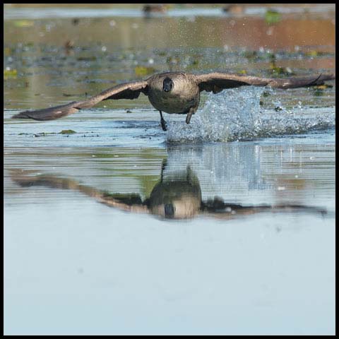 Canada Goose