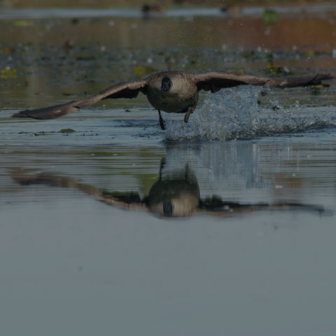 Canada Goose