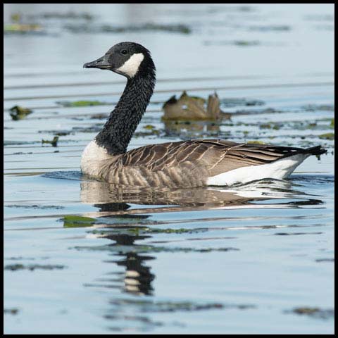 Canada Goose