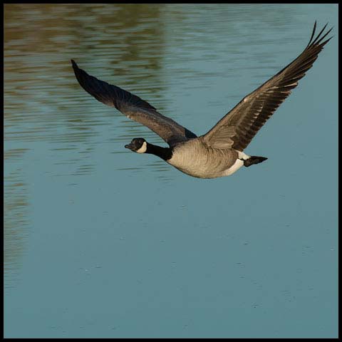 Canada Goose