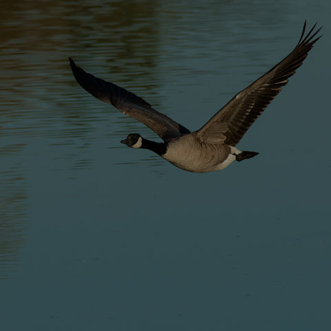 Canada Goose