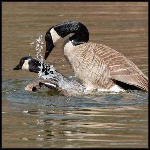 Canada Goose