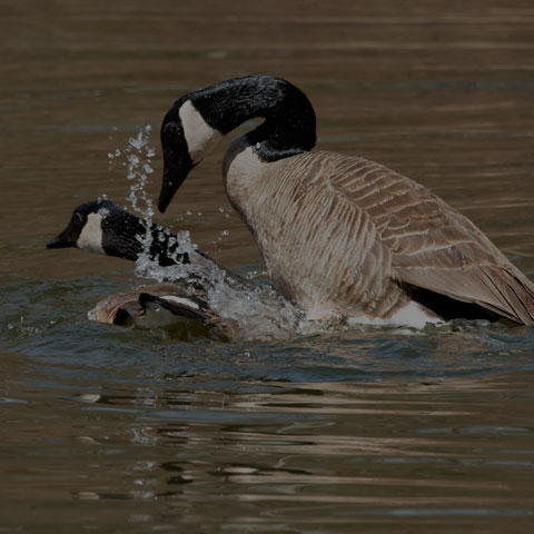 Canada Goose