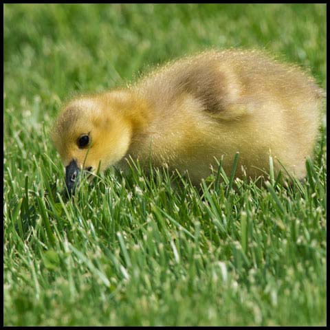 Canada Goose