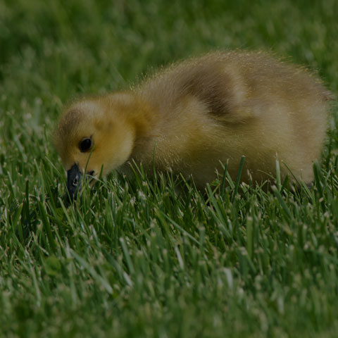 Canada Goose