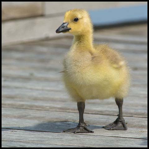 Canada Goose