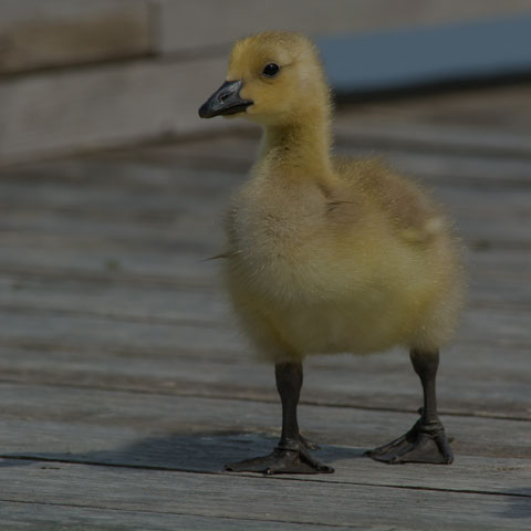 Canada Goose