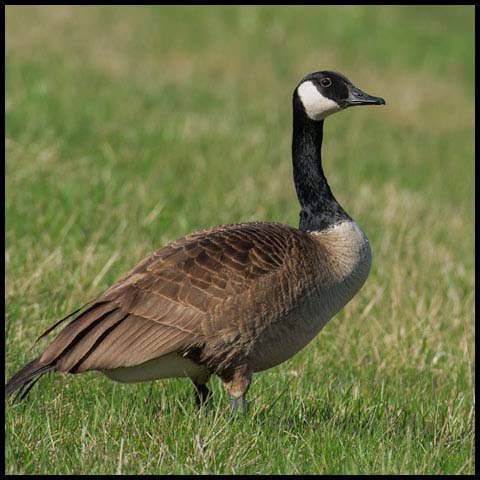 Canada Goose