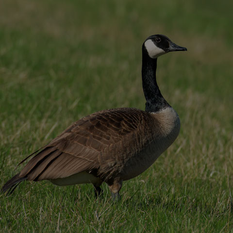 Canada Goose