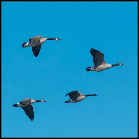 Canada Goose