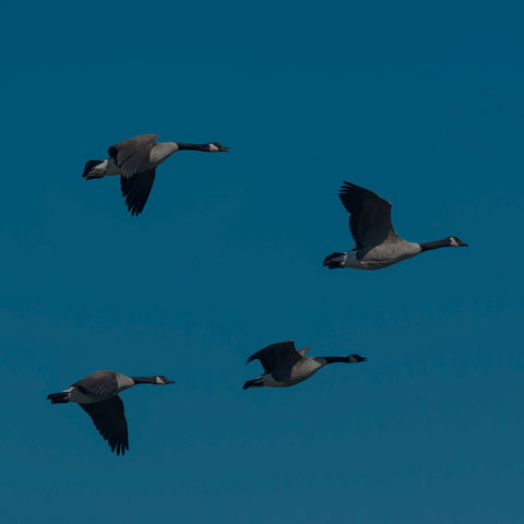 Canada Goose