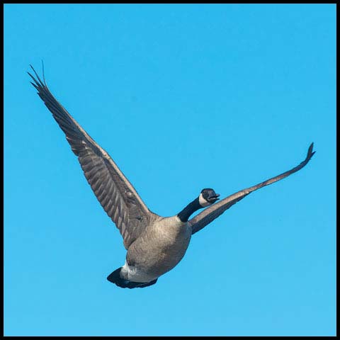 Canada Goose