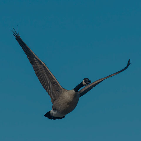 Canada Goose