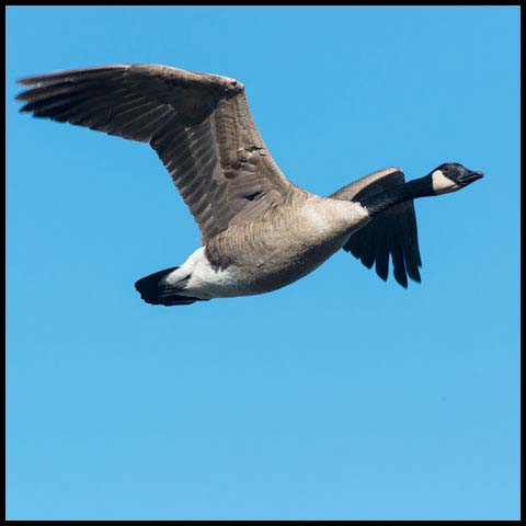 Canada Goose