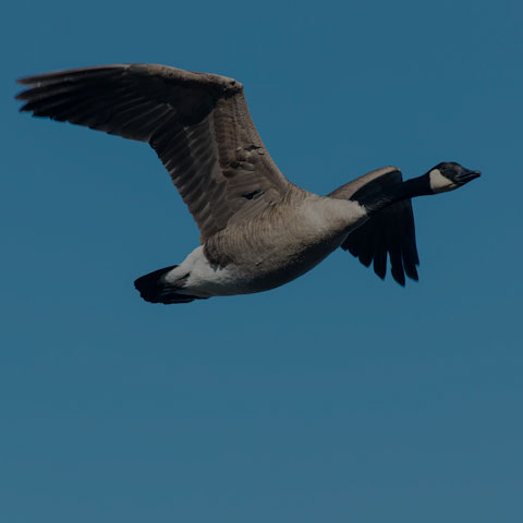 Canada Goose