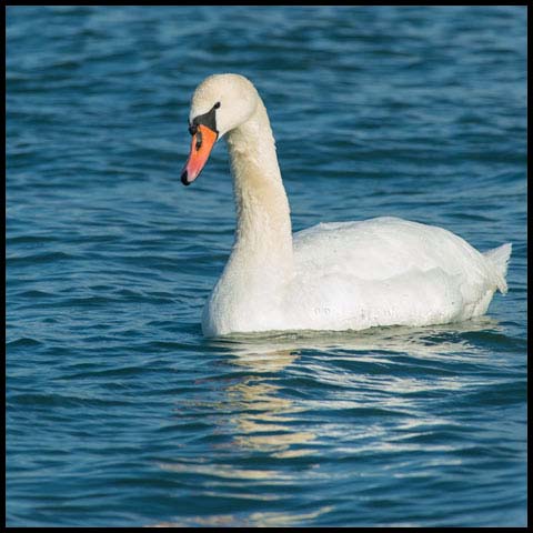 Mute Swan