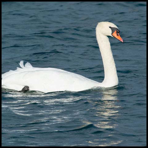 Mute Swan