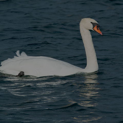 Mute Swan