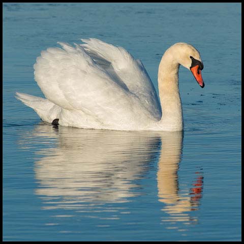 Mute Swan