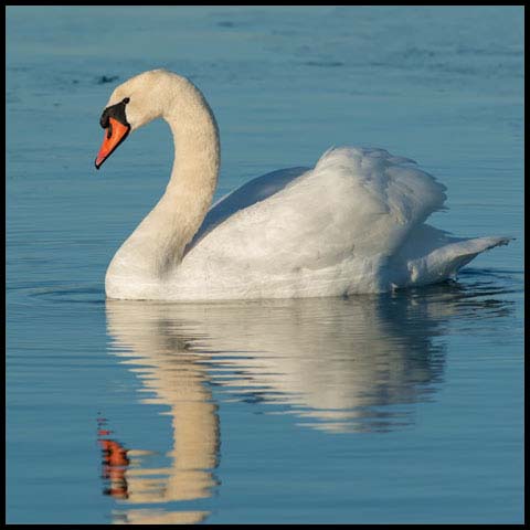 Mute Swan