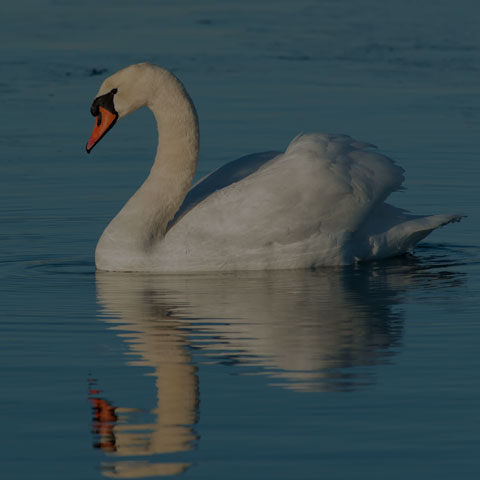 Mute Swan