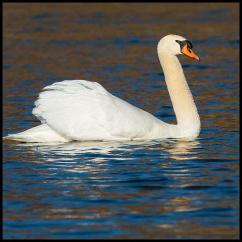 Mute Swan