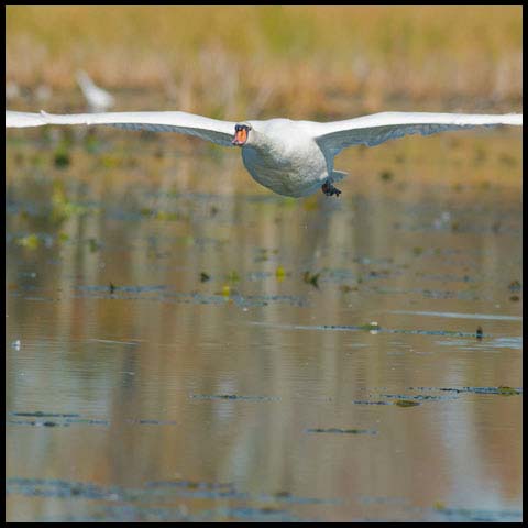 Mute Swan